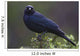 Blackbird, Starling Wall Mural