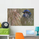Scrub Jay Wall Mural