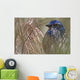Scrub Jay Wall Mural