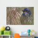 Scrub Jay Wall Mural