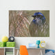 Scrub Jay Wall Mural