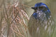 Scrub Jay Wall Mural