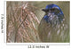 Scrub Jay Wall Mural