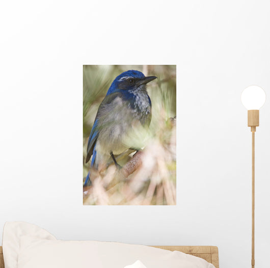 Scrub Jay Wall Mural