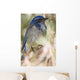 Scrub Jay Wall Mural