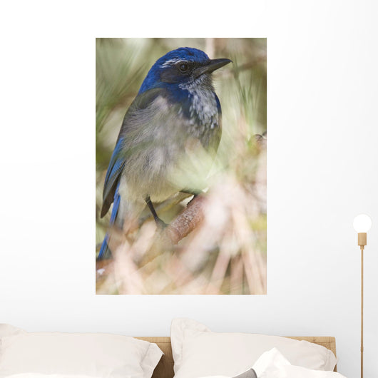 Scrub Jay Wall Mural