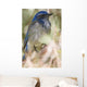 Scrub Jay Wall Mural