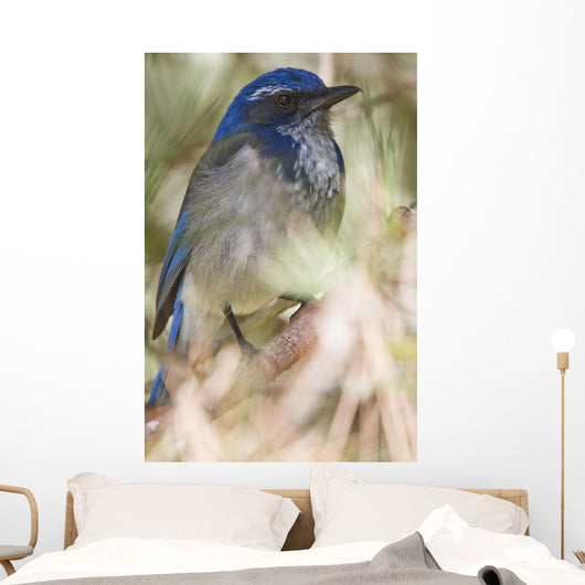Scrub Jay Wall Mural