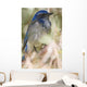 Scrub Jay Wall Mural