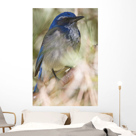 Scrub Jay Wall Mural