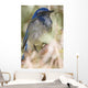 Scrub Jay Wall Mural