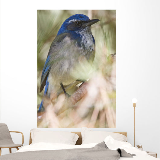 Scrub Jay Wall Mural