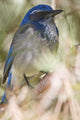 Scrub Jay Wall Mural