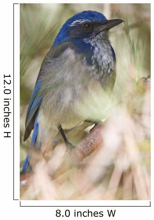 Scrub Jay Wall Mural