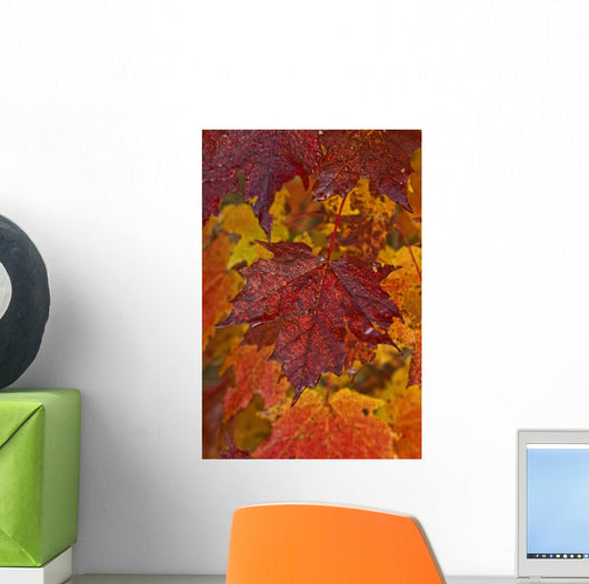 Fall Colors In Maple Leaves, Ontario Wall Mural