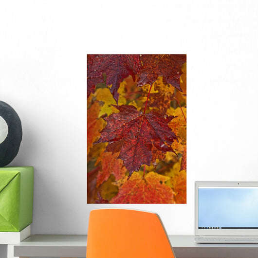 Fall Colors In Maple Leaves, Ontario Wall Mural