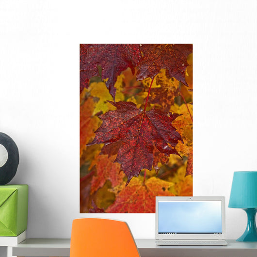 Fall Colors In Maple Leaves, Ontario Wall Mural