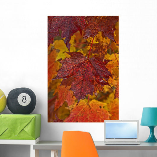 Fall Colors In Maple Leaves, Ontario Wall Mural