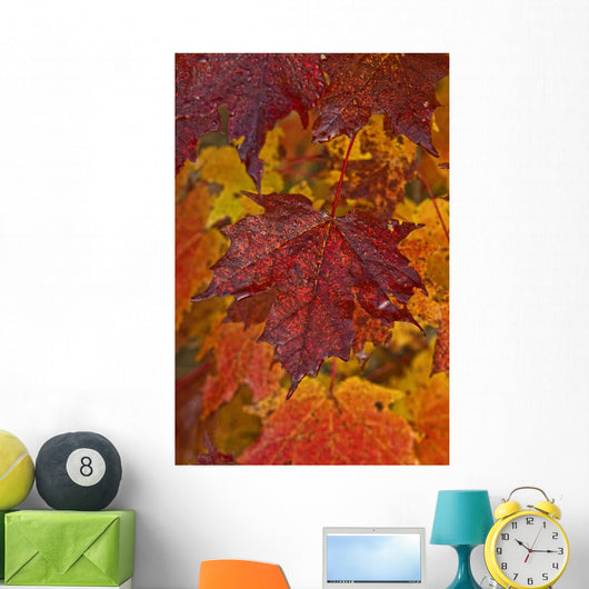 Fall Colors In Maple Leaves, Ontario Wall Mural