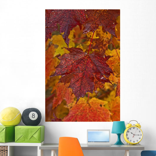 Fall Colors In Maple Leaves, Ontario Wall Mural