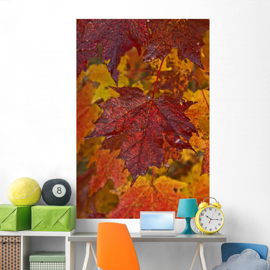 Fall Colors In Maple Leaves, Ontario Wall Mural
