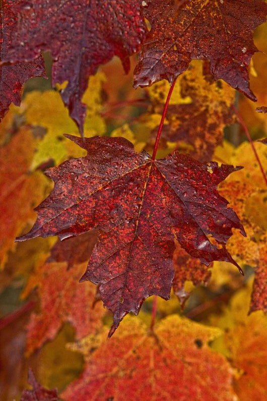 Fall Colors In Maple Leaves, Ontario Wall Mural