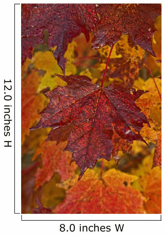 Fall Colors In Maple Leaves, Ontario Wall Mural