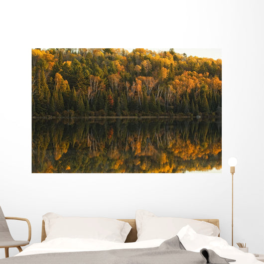 Fall Colors Reflected In The Waters Of Opeongo Lake Wall Mural
