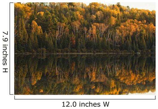 Fall Colors Reflected In The Waters Of Opeongo Lake Wall Mural