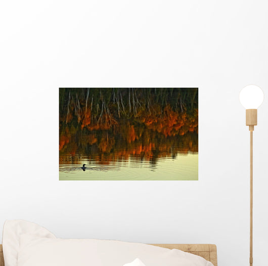 Loon In Opeongo Lake With Reflection Of Trees In Water Wall Mural