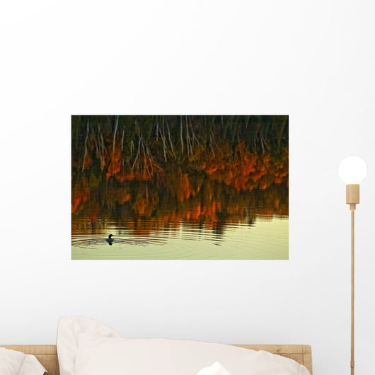 Loon In Opeongo Lake With Reflection Of Trees In Water Wall Mural