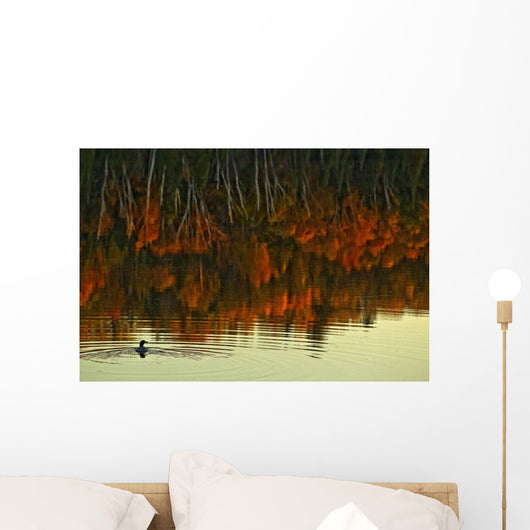 Loon In Opeongo Lake With Reflection Of Trees In Water Wall Mural
