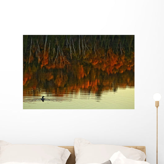 Loon In Opeongo Lake With Reflection Of Trees In Water Wall Mural