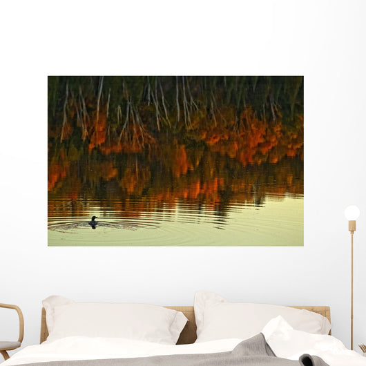 Loon In Opeongo Lake With Reflection Of Trees In Water Wall Mural