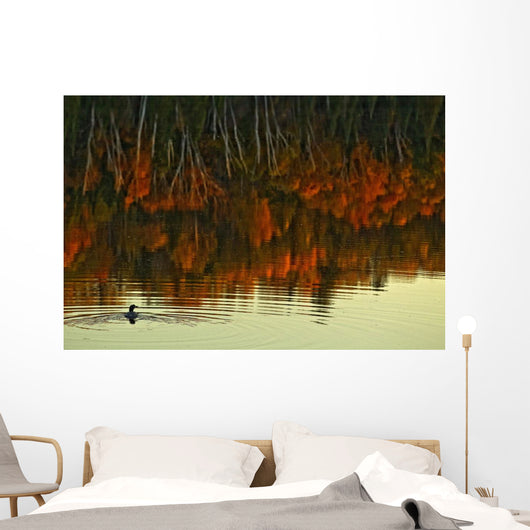 Loon In Opeongo Lake With Reflection Of Trees In Water Wall Mural