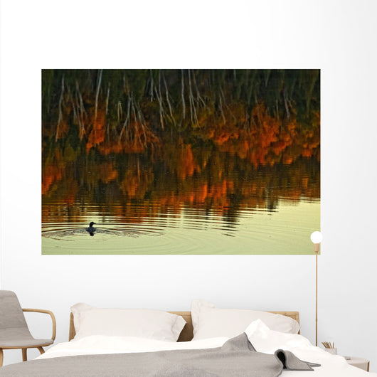 Loon In Opeongo Lake With Reflection Of Trees In Water Wall Mural