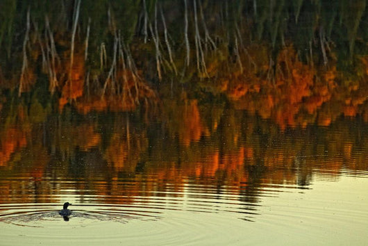 Loon In Opeongo Lake With Reflection Of Trees In Water Wall Mural