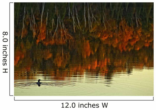 Loon In Opeongo Lake With Reflection Of Trees In Water Wall Mural