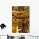Mushroom With Leaf On It, Algonquin Provincial Park, Ontario Wall Mural
