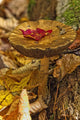 Mushroom With Leaf On It, Algonquin Provincial Park, Ontario Wall Mural