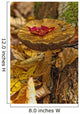 Mushroom With Leaf On It, Algonquin Provincial Park, Ontario Wall Mural