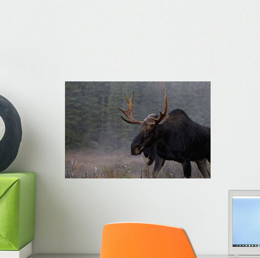 Moose, Algonquin Provincial Park, Ontario Wall Mural