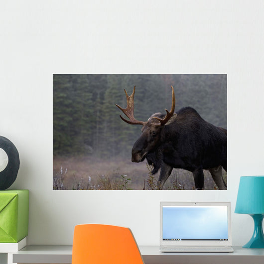 Moose, Algonquin Provincial Park, Ontario Wall Mural