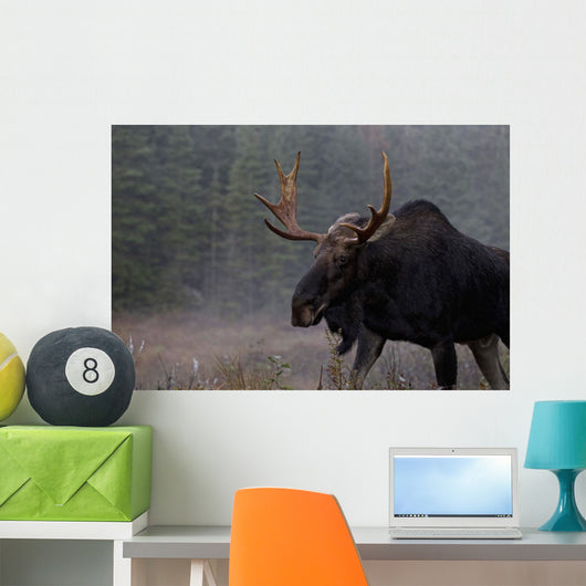 Moose, Algonquin Provincial Park, Ontario Wall Mural