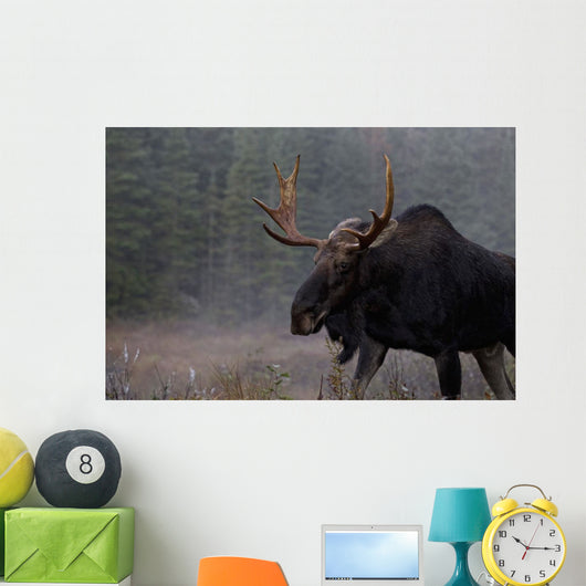 Moose, Algonquin Provincial Park, Ontario Wall Mural