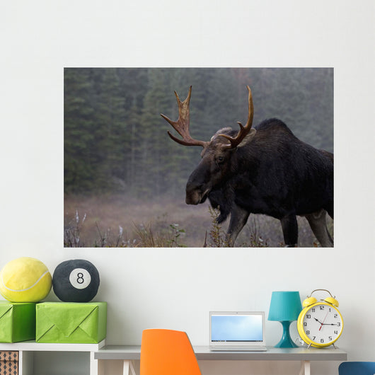 Moose, Algonquin Provincial Park, Ontario Wall Mural