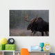 Moose, Algonquin Provincial Park, Ontario Wall Mural