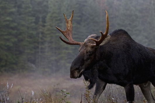 Moose, Algonquin Provincial Park, Ontario Wall Mural