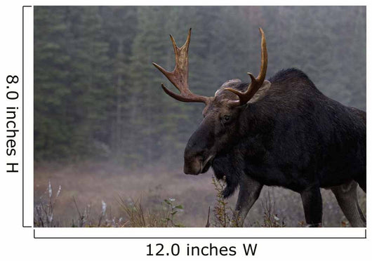Moose, Algonquin Provincial Park, Ontario Wall Mural