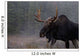 Moose, Algonquin Provincial Park, Ontario Wall Mural